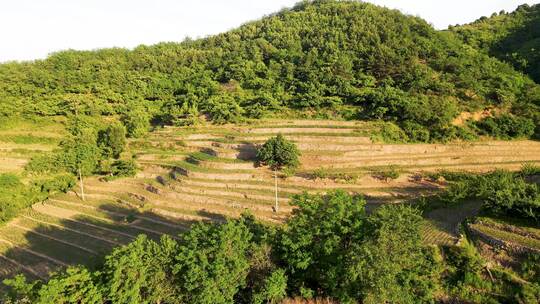 东北梯田 农田  土地