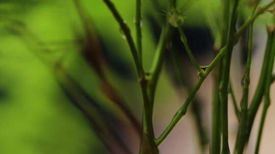 植物根茎