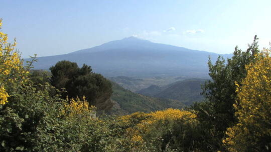 火山山顶黄色的花朵