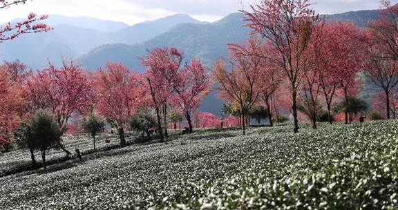 冬日大理无量山樱花谷茶园