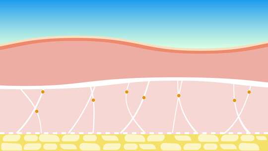 皮肤里的胶原蛋白动画