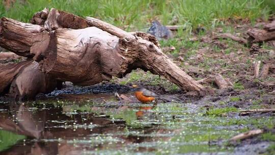 鸟在小溪边戏水