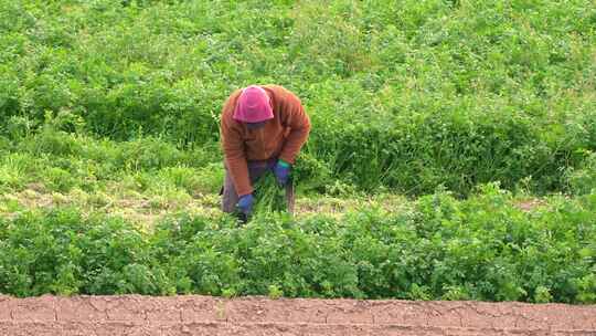 农民或农场工人在农业种植园采摘香菜或茴香