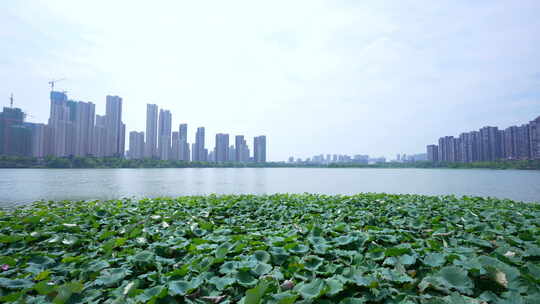 武汉江夏区汤逊湖壹号湿地公园