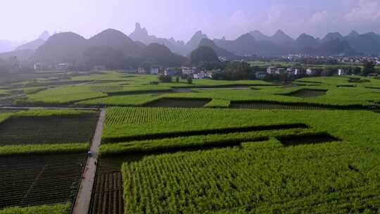 航拍广西黑皮甘蔗种植基地