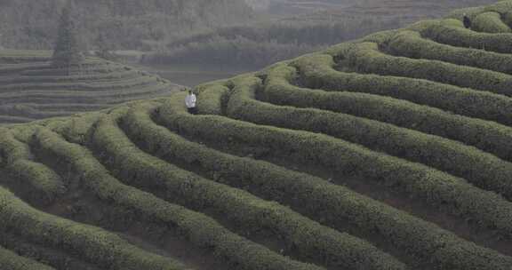 茶山 茶园 采茶