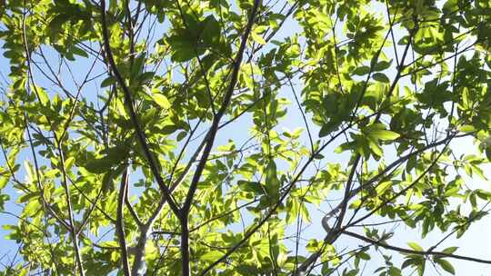 树枝枝桠绿叶视频素材模板下载