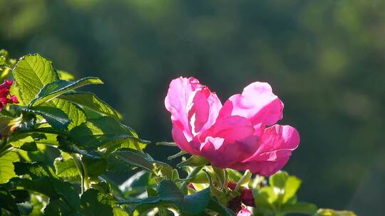 3714_粉红色的花盛开