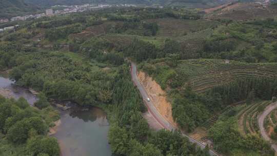 福建省龙岩市漳平水仙生态茶园航拍