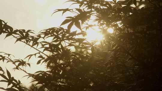 黄昏夕阳穿过枫叶光斑闪烁01