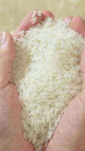 大米 水稻 粮食农作物