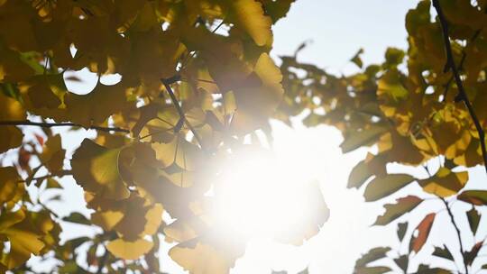 深秋阳光下摇曳的银杏树叶