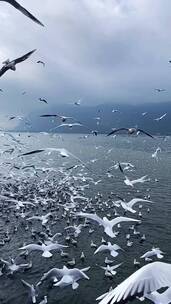 人间仙境，山海自有归期，风雨自有相逢