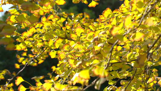 秋天银杏树叶视频素材模板下载