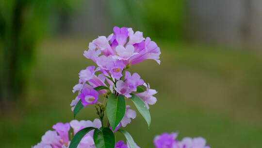 蒜香藤花特写