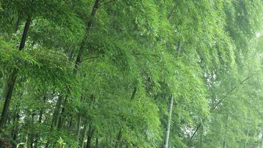 下雨天竹林景观特写，竹节挺拔竹叶繁茂