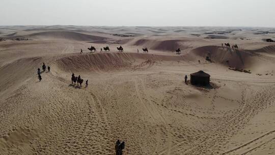 内蒙古 奈曼旗沙漠 骆驼 素材