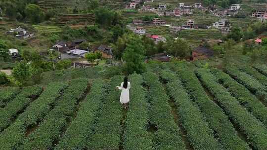 茶园采茶