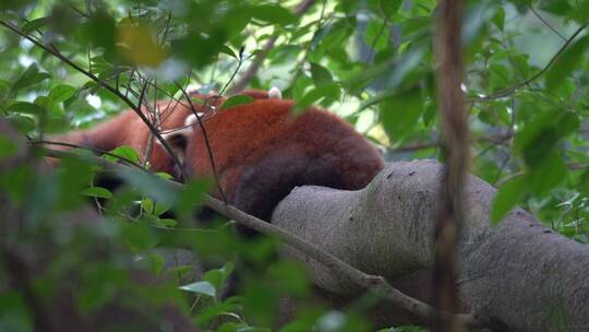 树枝上睡觉的小熊猫