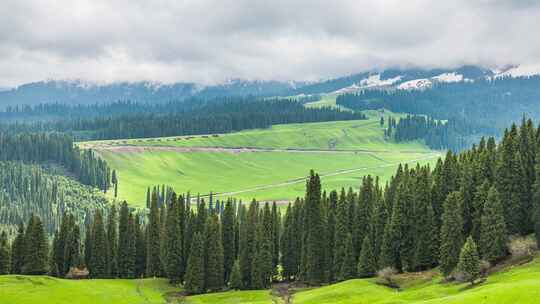 新疆原始森林雪山草原 光影变化 库尔德宁