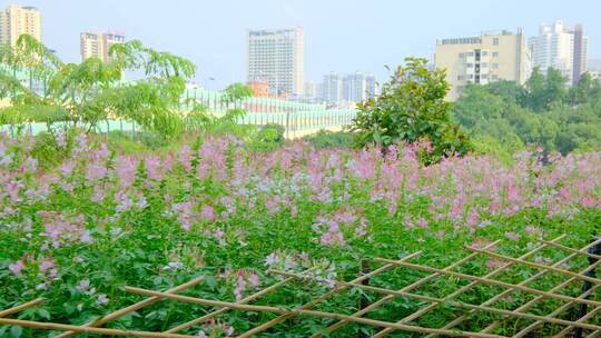 田间小路 花园 公园 花坛 醉蝶花