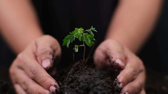 捧起土壤和树苗希望植树节视频素材模板下载