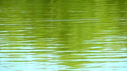 倒映在湖水中的树木视频素材模板下载