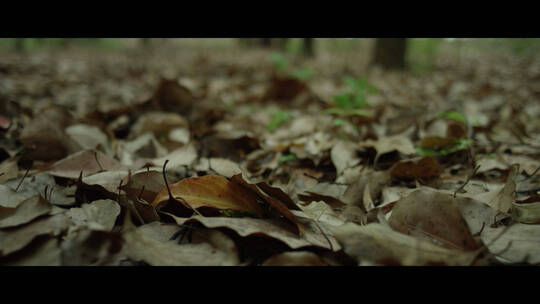 秋天树林中的落叶铺满地面2