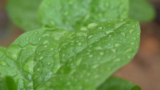 雨后叶子上的水珠实拍