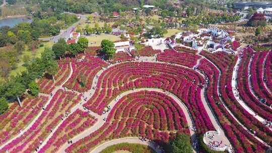 青秀山三角梅鲜花苗圃花圃公园航拍休闲旅游视频素材模板下载