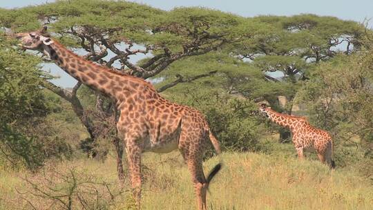 非洲长颈鹿吃树叶视频素材模板下载