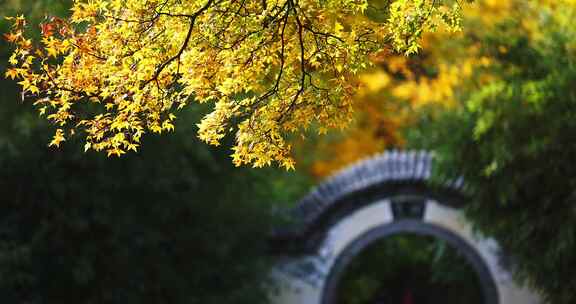 秋天公园 金黄色的树叶