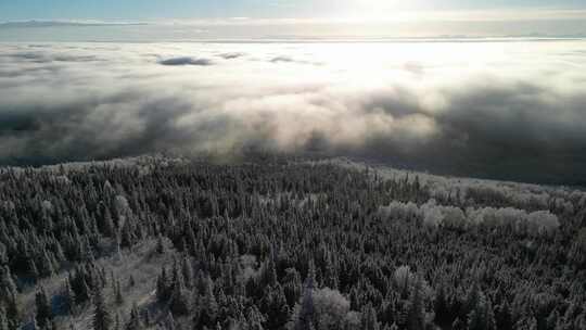 航拍山顶冬季云海森林雪松雾凇绝美自然风景
