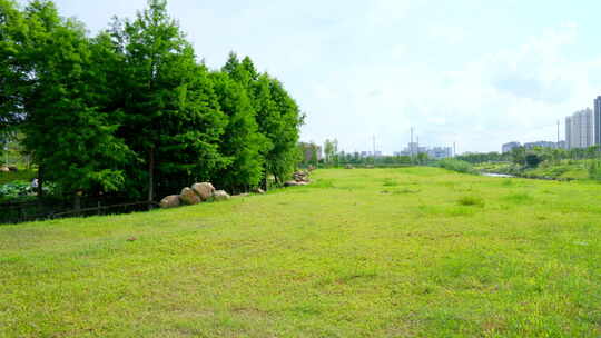 树林 草地 落羽杉 杉树 水杉