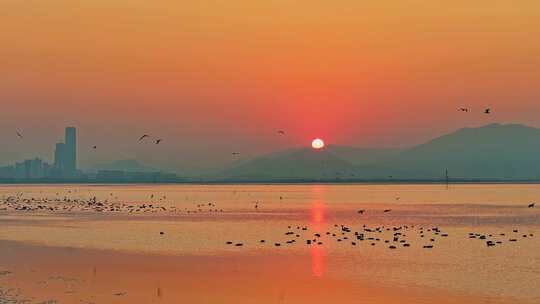 深圳湾公园候鸟