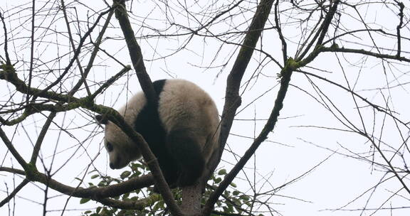 一只大熊猫在冬天光秃秃的树梢