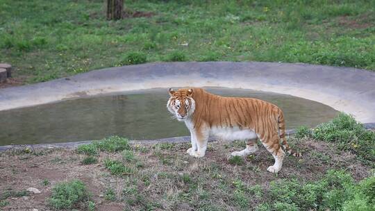 济南野生动物园大老虎
