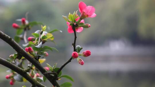 春天海棠花树