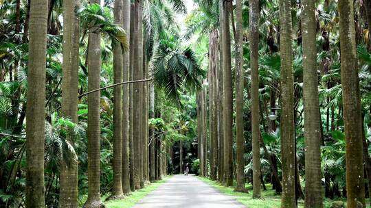 4K热带树林雨林公园2