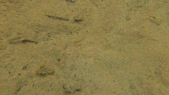 水下拍摄溪流里的鱼，石斑鱼