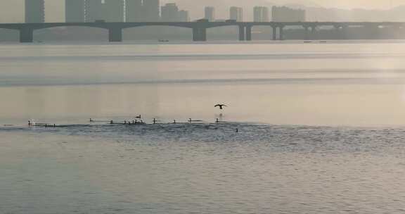 杭州双浦钱塘江五丰岛生态环境鸬鹚越冬风光