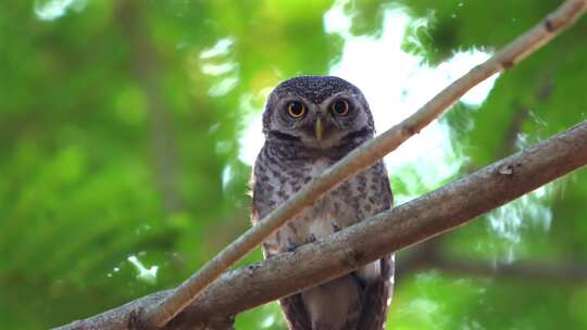 天然森林中栖息在树枝上的聚焦斑点猫头鹰视频素材模板下载