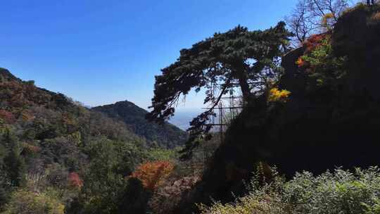 泰山迎客松