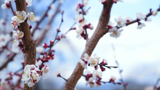 春天枝头盛开的杏花