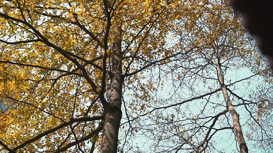 秋天落叶唯美树林景色