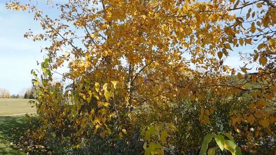 秋天公园中的黄色树叶