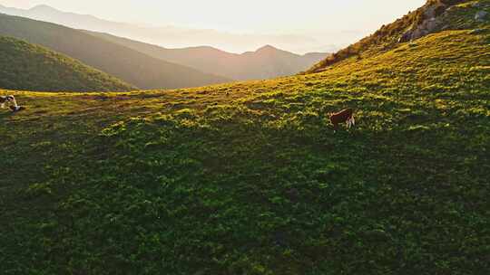 夏季高山草甸牧场夕阳下吃草的黄牛