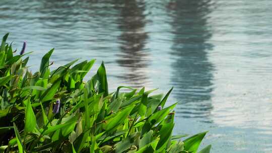 湖畔绿意水光荡漾唯美空镜头