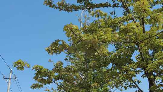 城市公园绿色植物花草实拍