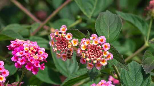 蜜蜂采蜜花卉特写